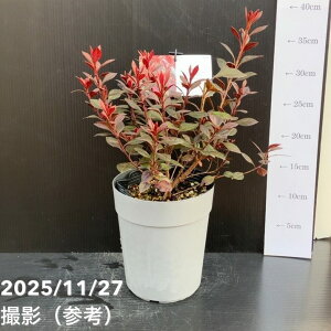 ԗtccW Jbp[Go[ 5bԖ10-TU