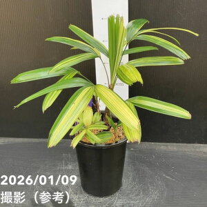 �ω��| ���W�� 4���b�ϗt10-TU
