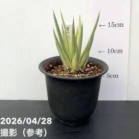 サンスベリア 3.5号 フランシシー バリエガータ 斑入り プラ鉢｜観葉02-D2