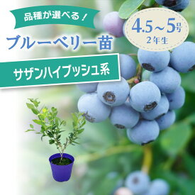 【予約9月下旬以降発送】ブルーベリー苗 サザンハイブッシュ系 選択可能品種（ニューハノーバー/オニール/スター/ジュエル/ケープフェア/リベイユ（リベール）/ミスティ/ピロキシー/シャープブルー/ガルフコースト/クーパー/ジョージアジェム/レガシー）2年生苗｜果樹10-TU