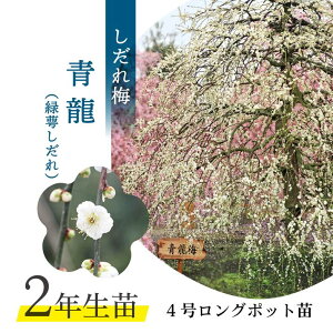 梅 植木 庭木」の人気商品一覧 | 安い商品を通販サイトから探す - 価格.com