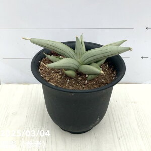 TXxA 3.5 ACX} Ice Man vbϗt02-D2