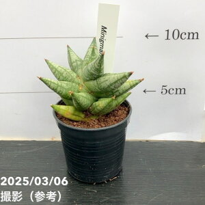 TXxA 3p ~}j[ Mingmanee 6-7cm|bgݎdlbϗt02-D2