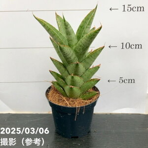 TXxA 3p V[^[ Shooter 6-7cm|bgݎdlbϗt02-D2