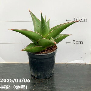 TXxA 3p ^[u[ Tower Blue 6-7cm|bgݎdlbϗt02-D2