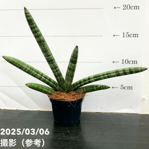 TXxA 3p XJCC Skyline 6-7cm|bgݎdlbϗt02-D2