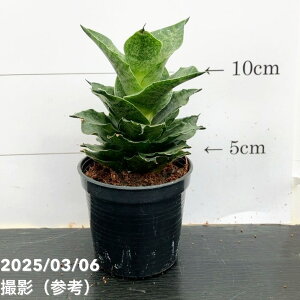 TXxA 3p }niR[ Mahanakhon 6-7cm|bgݎdlbϗt02-D2