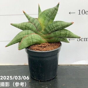 TXxA 3p BGk Vienne 6-7cm|bgݎdlbϗt02-D2