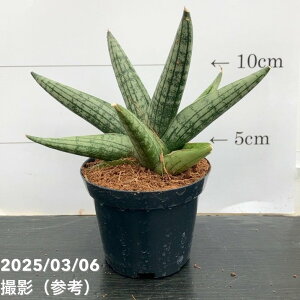 TXxA 3p wIXh[tHelios Dwarf 6-7cm|bgݎdlbϗt02-D2