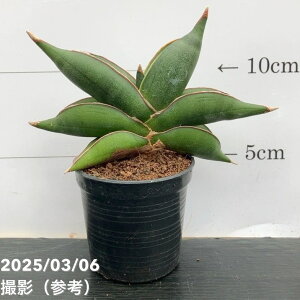 TXxA 3p TfB[ Sawasdee 6-7cm|bgݎdlbϗt02-D2