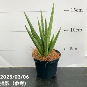 TXxA 3p _VONC[ Dancing Queen 6-7cm|bgݎdlbϗt02-D2