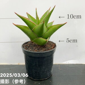 TXxA 3p ^[ Tower 6-7cm|bgݎdlbϗt02-D2