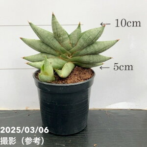 TXxA 3p j Nilin 6-7cm|bgݎdlbϗt02-D2