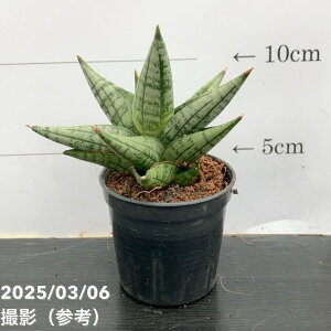 TXxA 3p  Yaya 6-7cm|bgݎdlbϗt02-D2