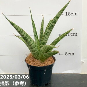 TXxA 3p pCibv Pineapple 6-7cm|bgݎdlbϗt02-D2