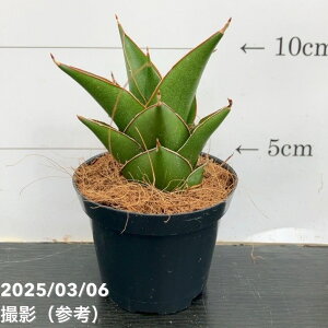 TXxA 3p TCRpN^ Samurai Compacta 6-7cm|bgݎdlbϗt02-D2