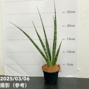 TXxA 3p fBWg Digitorum 6-7cm|bgݎdlbϗt02-D2