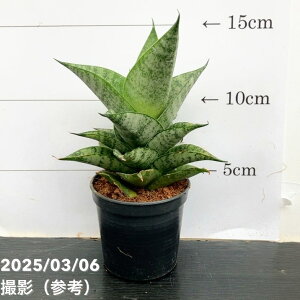 TXxA 3p sAm Piano 6-7cm|bgݎdlbϗt02-D2