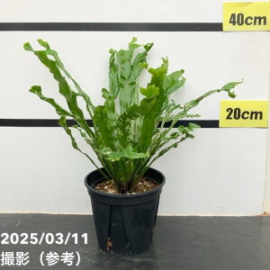 AXvjE j_X oGK[^ 5bϗt04-PA