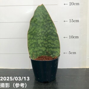 TXxA 3 }b\jAi Ydlbϗt02-D2