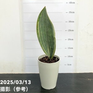 TXxA 4 }b\jAi oGK[^ i1tj vdlbϗt02-D2