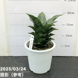 TXxA 4 }niR Mahanakorn vbϗt02-D2