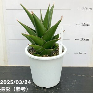 TXxA 4 ^[ Tower vbϗt02-D2