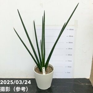 TXxA 5 G[T vbϗt02-D2