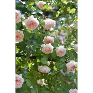 [̒ڃo tVXEo[lbg 7 TEIGeBXvObVIbs200bԖ04-PA