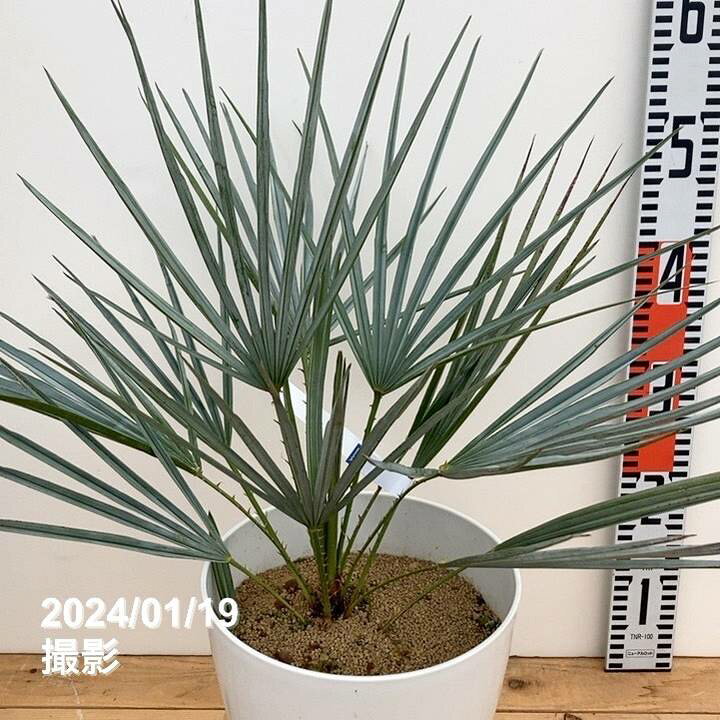楽天市場】【現品お届け】チャメロプス フミリス セリフェラ 7号（1 