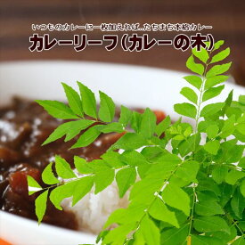カレーの木(苗) カレーリーフ 3号 2鉢セット ｜草花10-TU