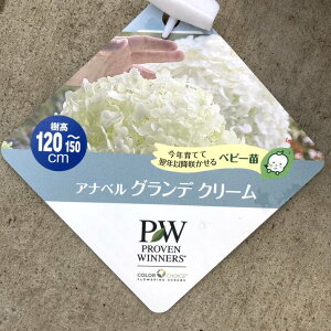 PW Aix Of N[ 3.5 PVPbԖ04-PA