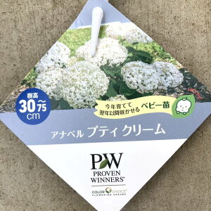 PW Aix veBN[ 3.5 PVPbԖ04-PA