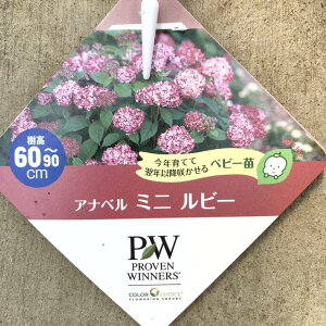 PW Aix ~jr[ 3.5 PVPbԖ04-PA