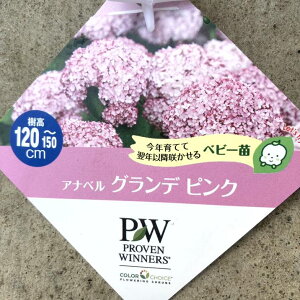 PW Aix Of sN 3.5 PVPbԖ04-PA