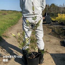 【数量限定】カリステモン ホワイトアルマ 8号 ※お届けに10日程度かかる場合がございます。｜花木10-TN