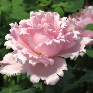 �o����c �\�t�B�[�E���V���X 7�� Delbard �f���o�[���b�Ԗ�04-PA