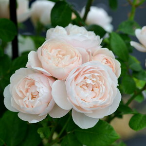 �o����c �u���[�Y 7�� Delbard �f���o�[���b�Ԗ�04-PA