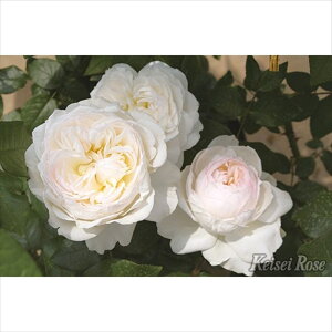 �o����c �{���� 4.5�������O�|�b�g �����o�����|�b�Ԗ�04-PA