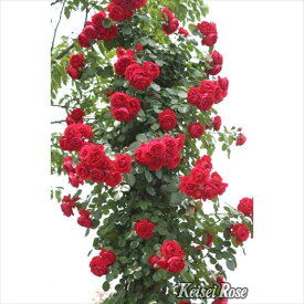 つるバラ長尺苗 フロレンティーナ 6号 京成バラ園芸｜s200｜花木04-PA