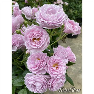 oڕc v[O 6 o|bs200bԖ04-PA