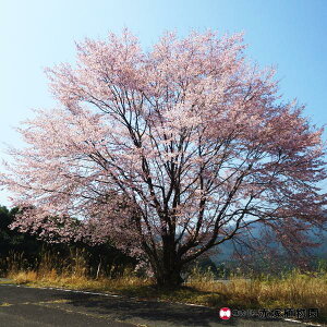 y\zN}mUNiFjڂؕc 5|bg N}mUN̖؁utv2025N12{ȍ~\bԖ10-TU