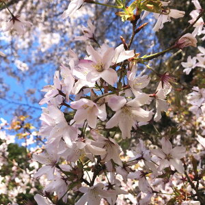 y\zN}mUNiFjc 4.5|bg2025N12{ȍ~\bԖ10-TU