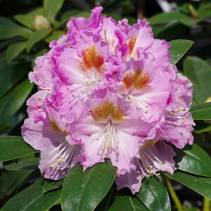 シャクナゲ スーパーローディー 6号 エンゼルアイズ|花木01-D1