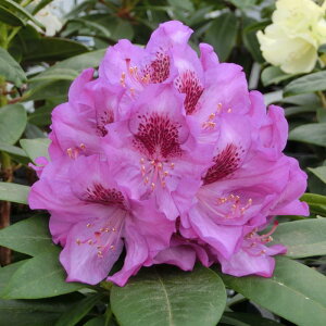 【数量限定】シャクナゲ スーパーローディー 6号 エウロパ|花木01-D1