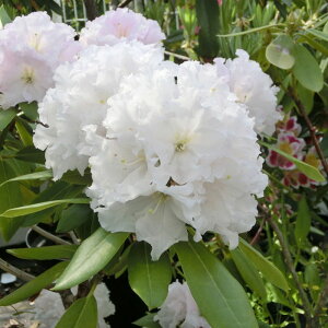 VNiQ X[p[[fB[ 3.5 _bԖ01-D1