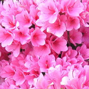 ccW văccW i 4×3ZbgbԖ10-AK