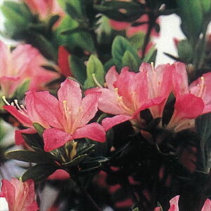 ccW văccW  4×3ZbgbԖ10-AK