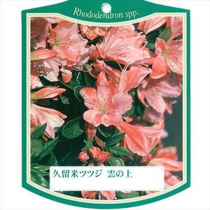 ccW văccW _̏ 4×3ZbgbԖ10-AK