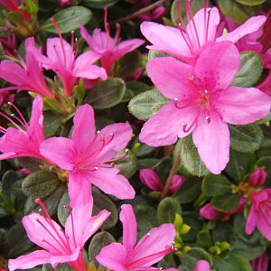 ccW văccW vl 4×3ZbgbԖ10-AK